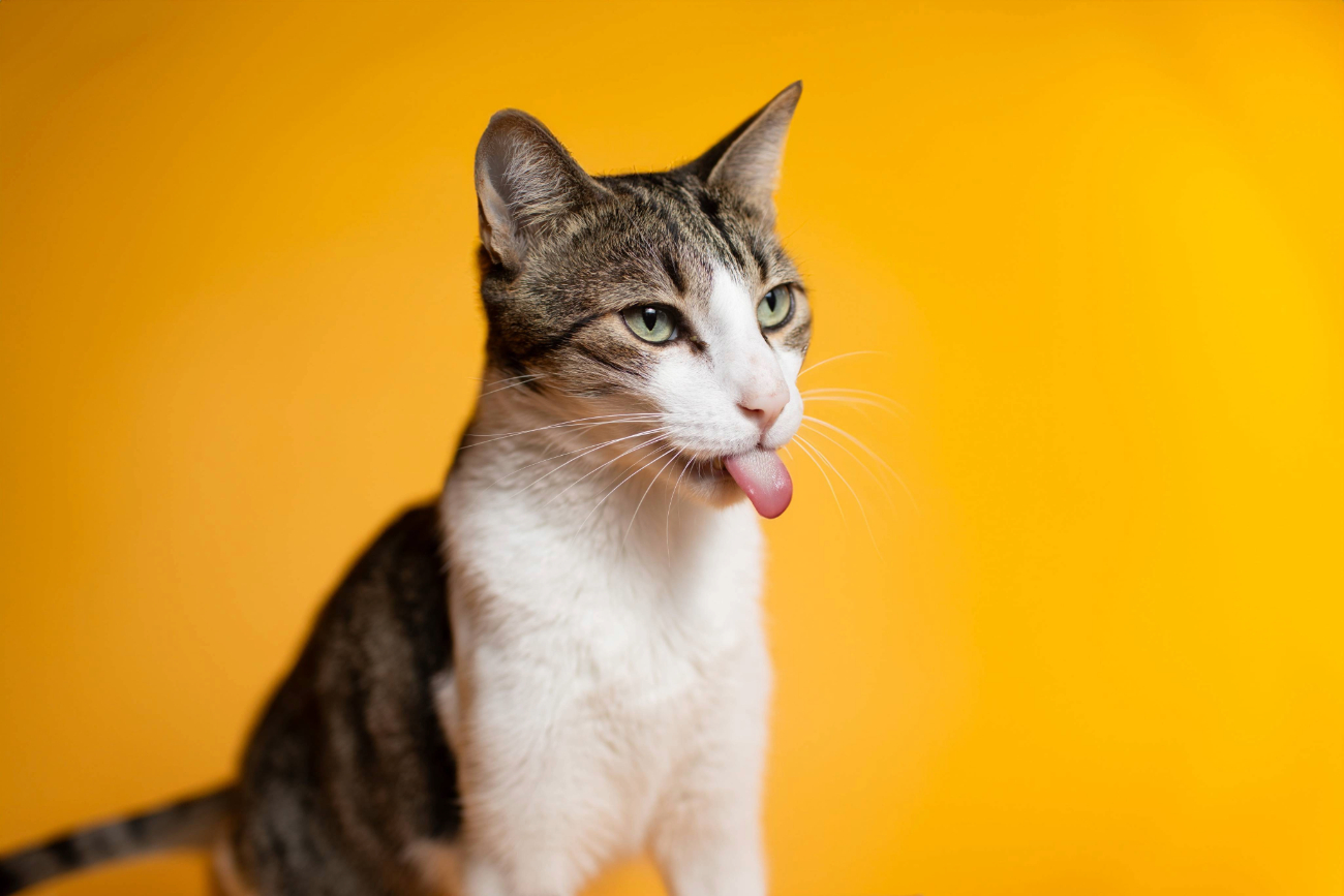 Mascota en sesión a domicilio