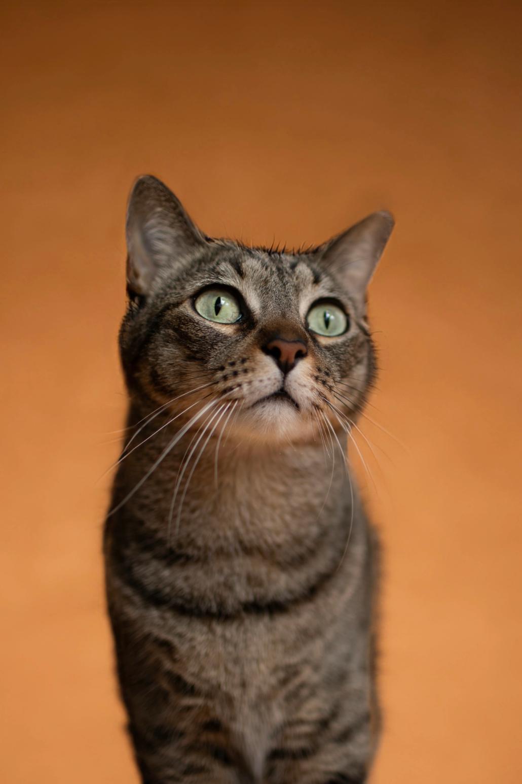 Fotografía de mascotas